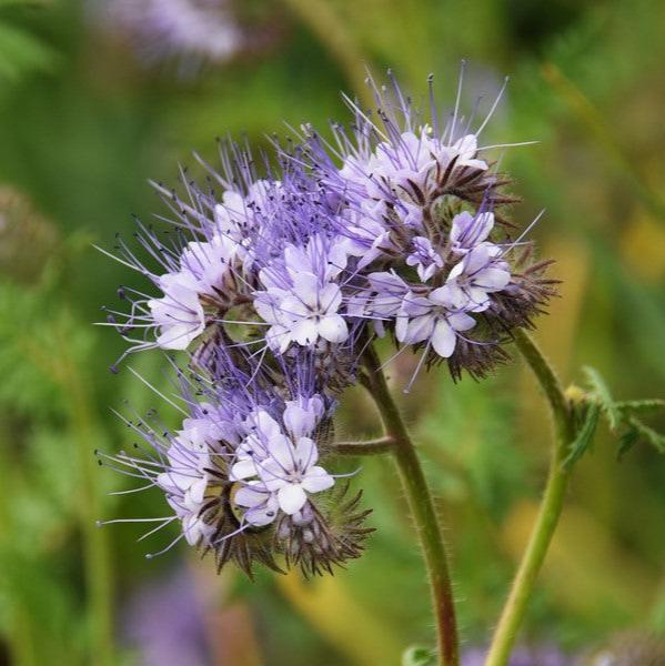 Semillas Phacelia Beehappy