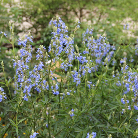 Salvia uliginosa