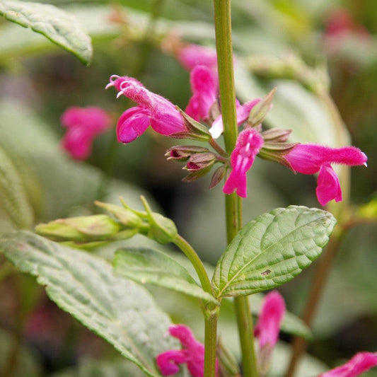 Salvia chiapensis