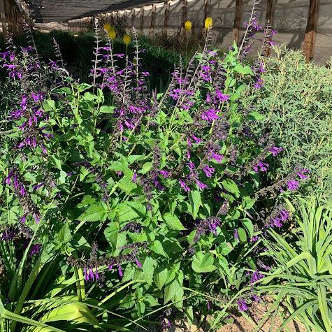 Salvia 'Amistad'