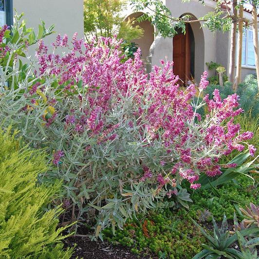 Salvia canariensis