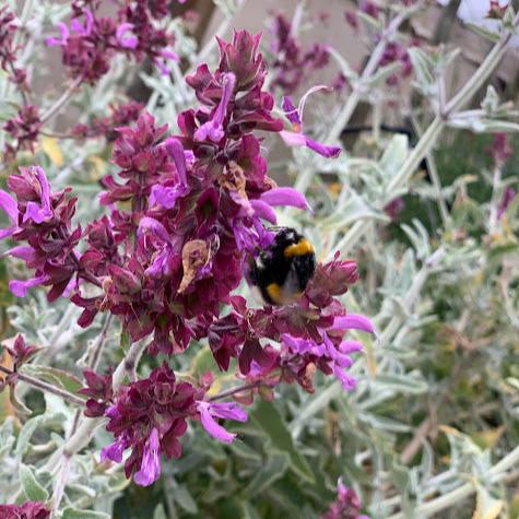Salvia canariensis