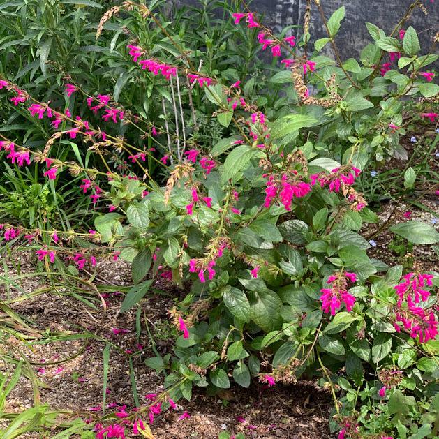 Salvia chiapensis