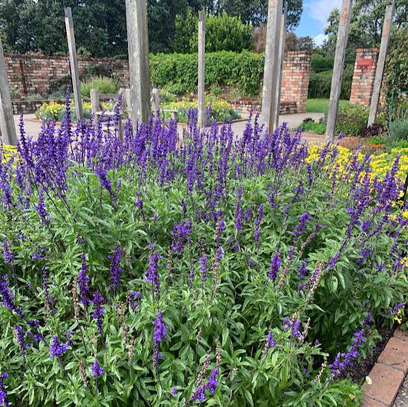 Salvia farinacea azul
