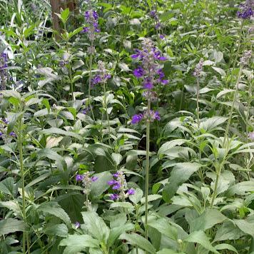 Salvia farinacea azul