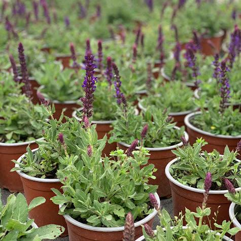 Salvia nemorosa azul