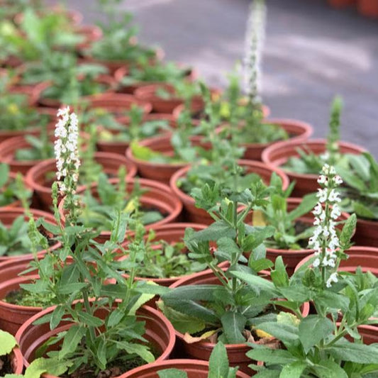 Salvia nemorosa blanca