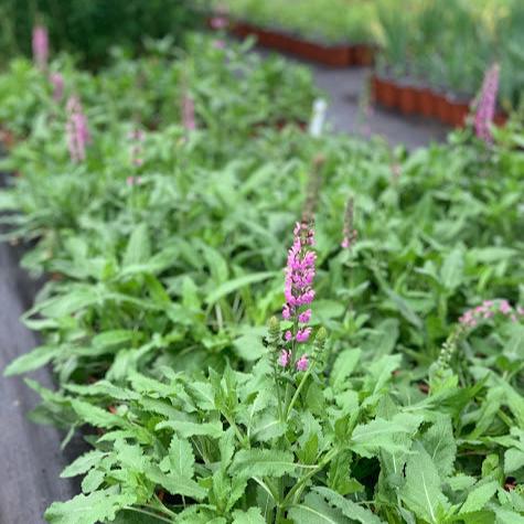 Salvia nemorosa rosada