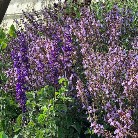 Salvia officinalis