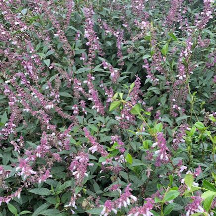 Salvia 'Waverly'