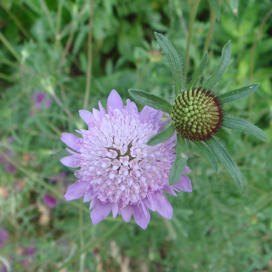 Scabiosa atropurpurea lila