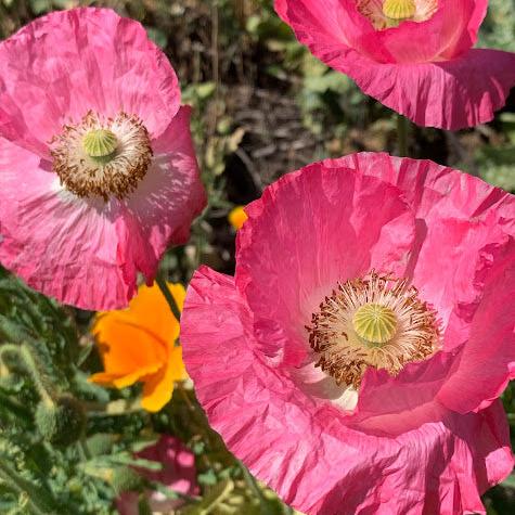 Semillas Amapola Mix