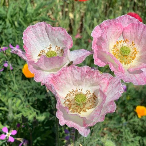 Semillas Amapola Mix