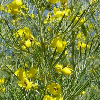 Cassia artemisioides