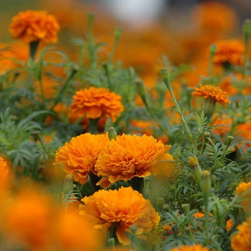 Semillas Tagetes