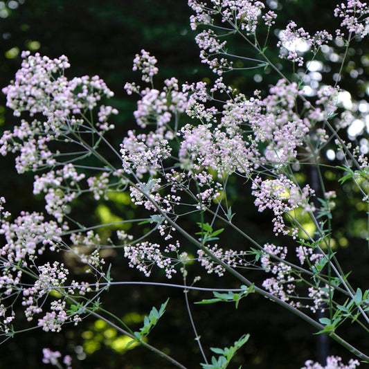 Thalictrum rochebruneanum