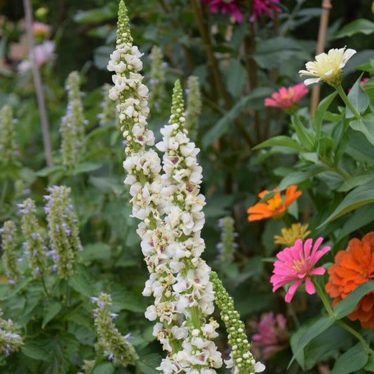 Verbascum blanco