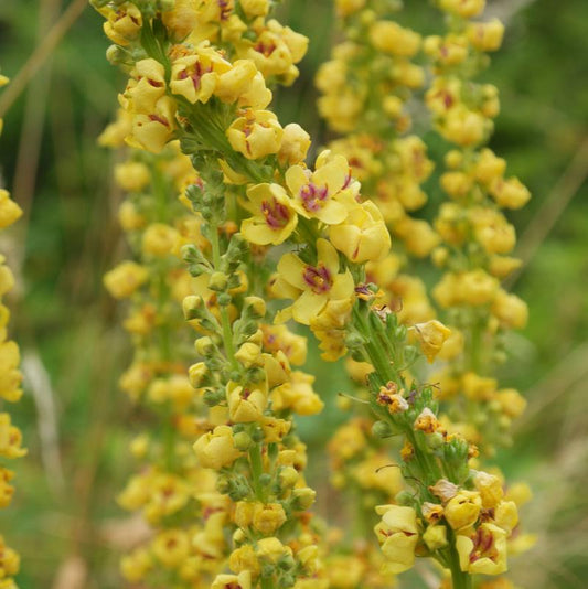 Verbascum nigrum