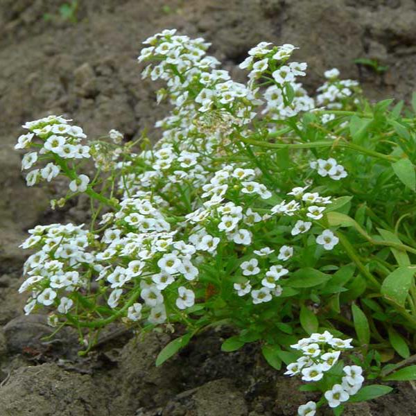 Semillas Aliso de Mar