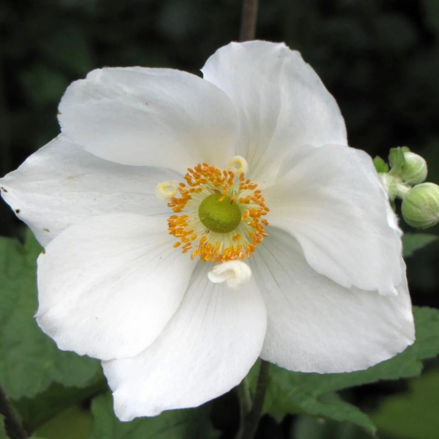 Anemone hupehensis blanca