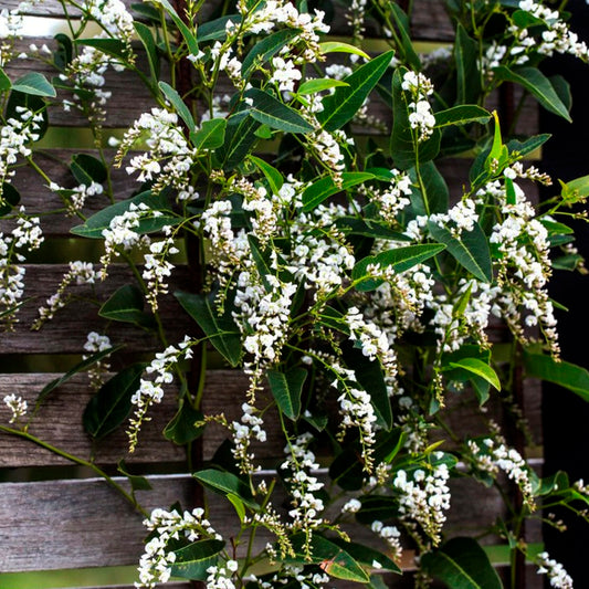Hardenbergia blanca