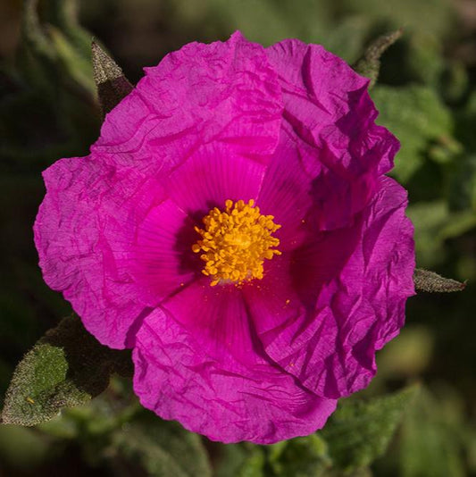 Cistus crispus