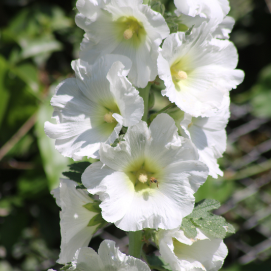 Alcea rosea blanca
