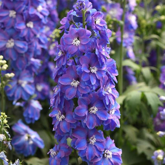 Delphinium elatum 'Guardian'