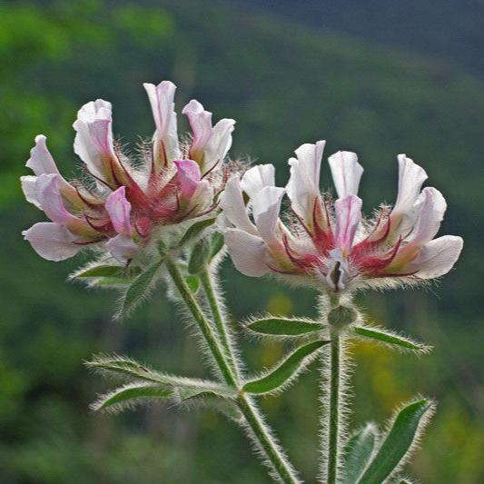 Dorycnium hirsutum