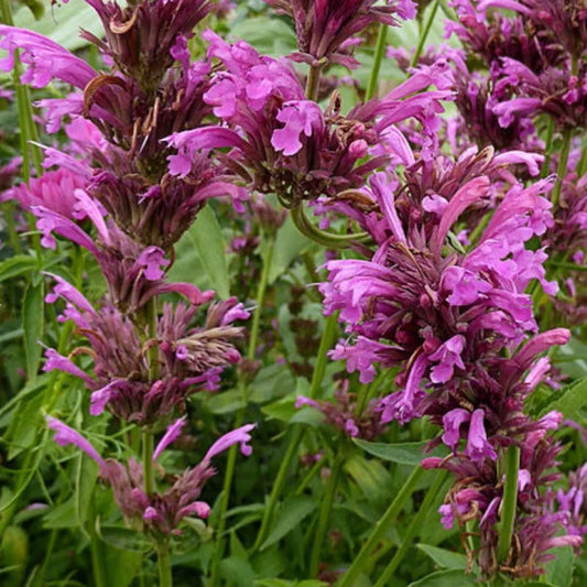 Agastache mexicana