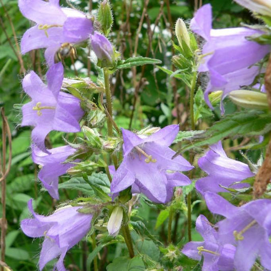 Campanula trachelium