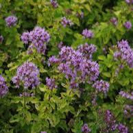 Origanum vulgare