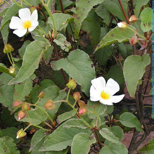 Cistus populifolius