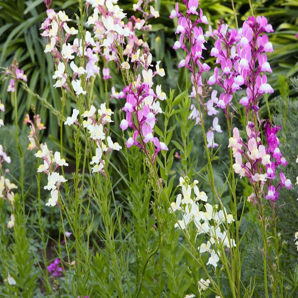 Semillas Linaria