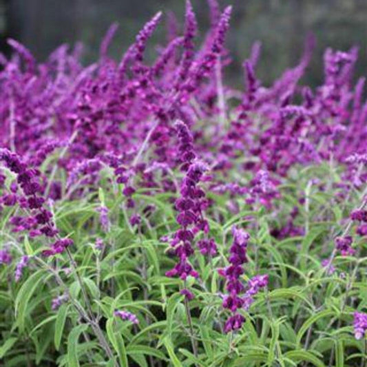 Salvia leucantha 'Midnight'