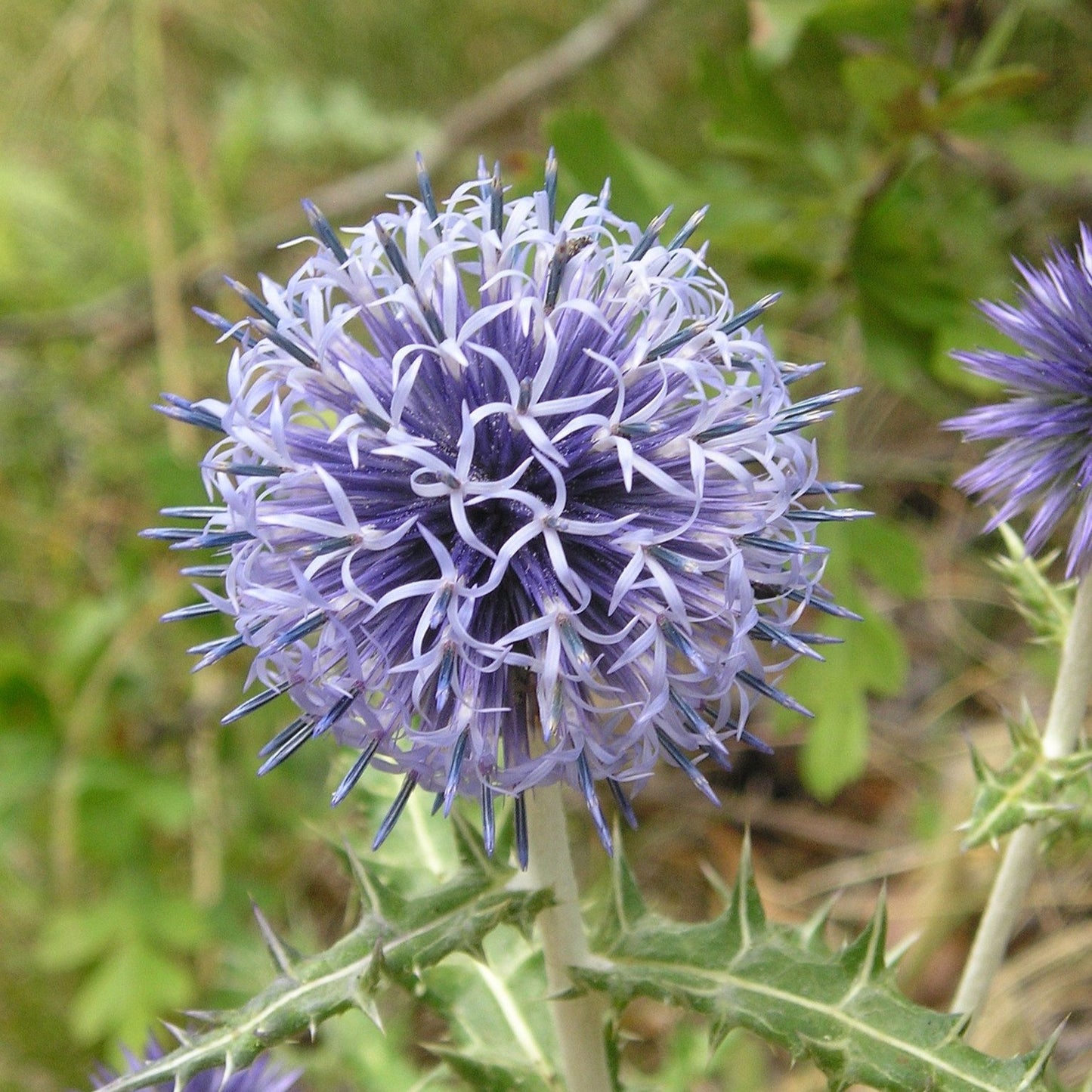 Echinops ritro