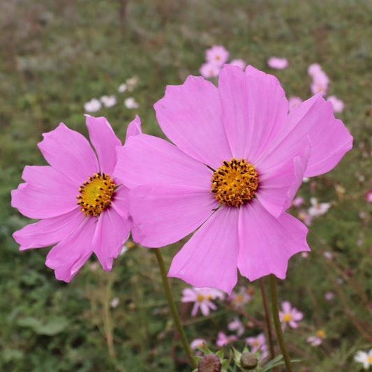 Cosmos bipinnatus
