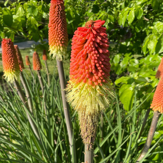 Kniphofia uvaria