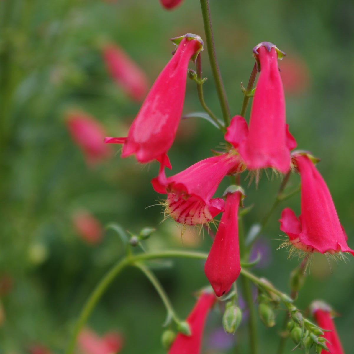 Penstemon barbatus