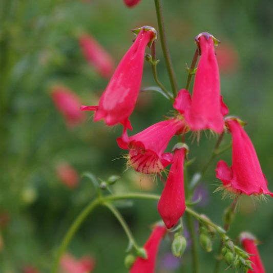 Penstemon barbatus