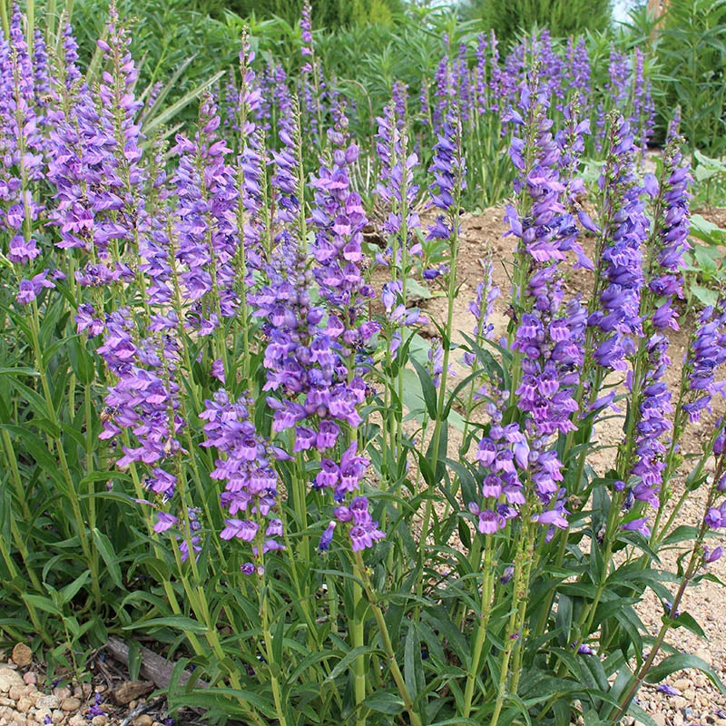 Semillas Penstemon de Montaña