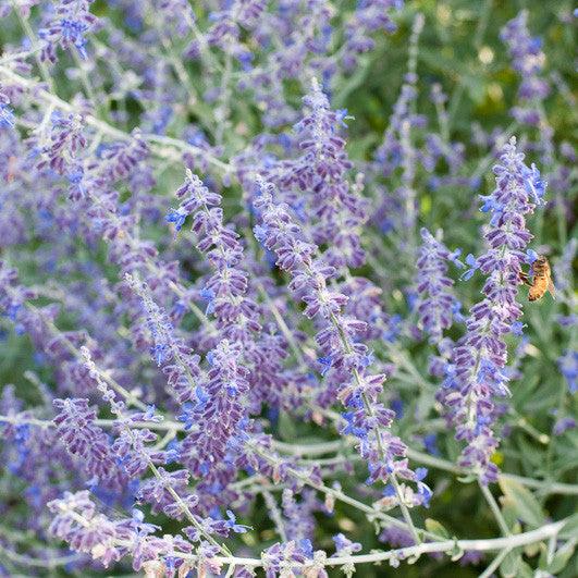 Perovskia atriplicifolia