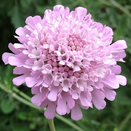 Scabiosa africana