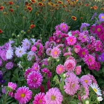 Semillas Reina Luisa