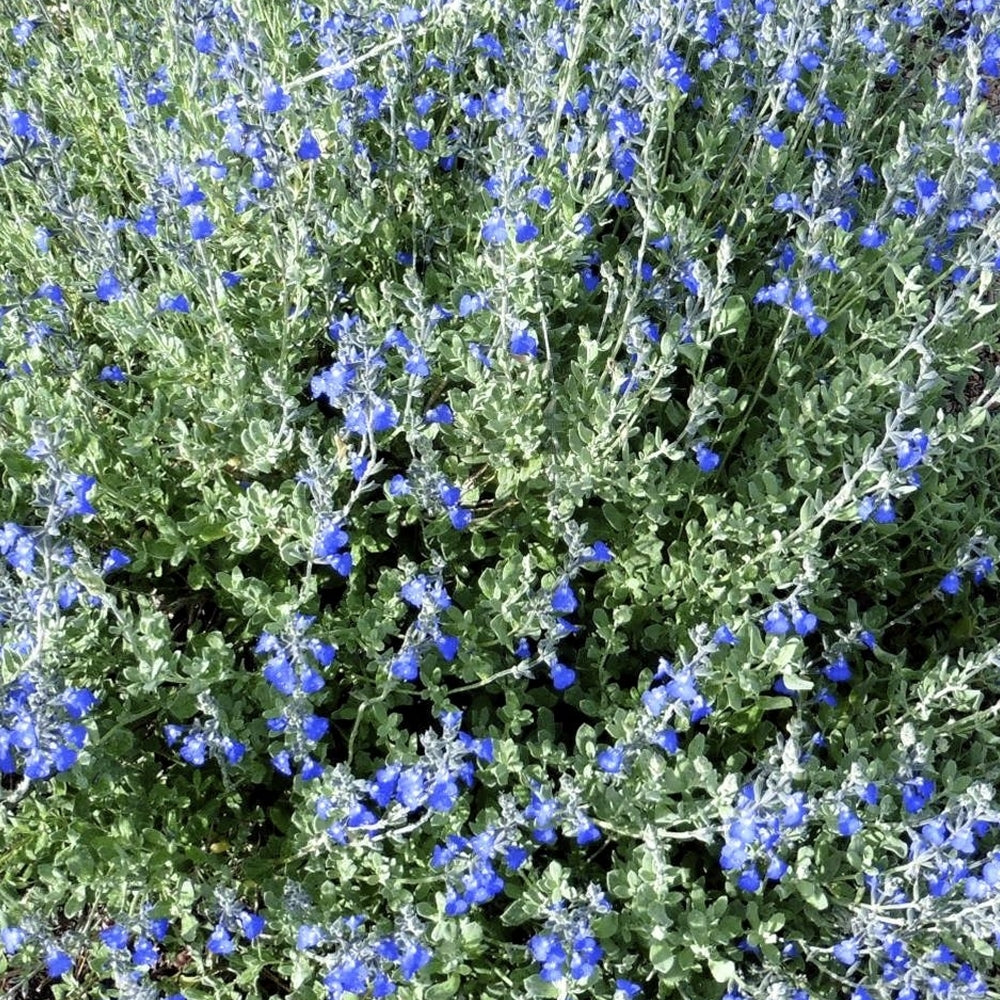 Salvia chamaedryoides