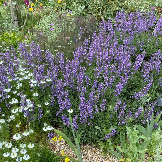 Salvia lavandulifolia