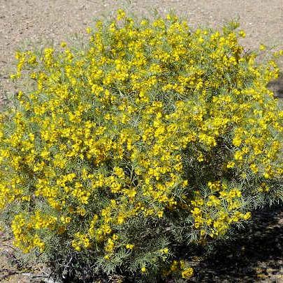 Cassia artemisioides