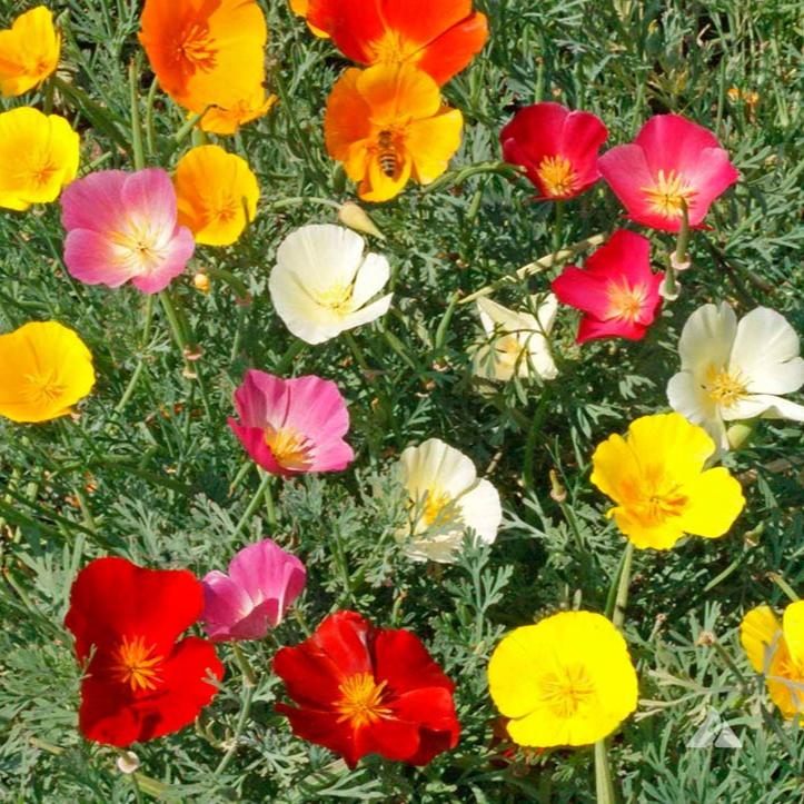 Semillas Dedal de Oro Mix