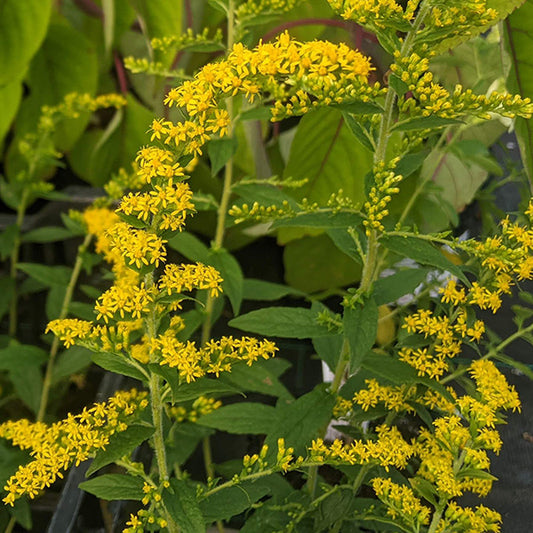 Solidago rugosa