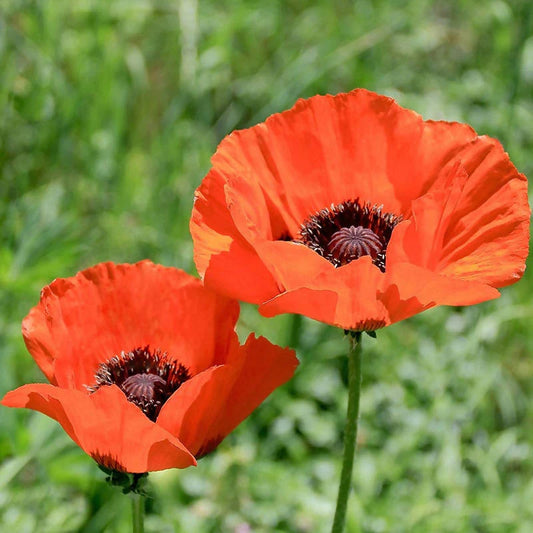 Papaver orientalis roja